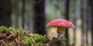 Jak wygląda grzyb pociecha?