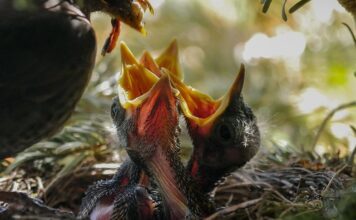 Jak karmić fretkę?