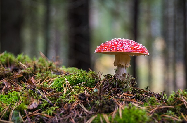 Co to za grzyb który sinieje po przekrojeniu? Co to za grzyb który sinieje po przekrojeniu?