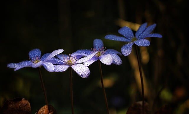 Jak oczyścić wątrobę i nerki?