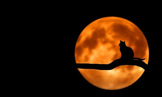 Czy czarna herbata podnosi ciśnienie krwi?