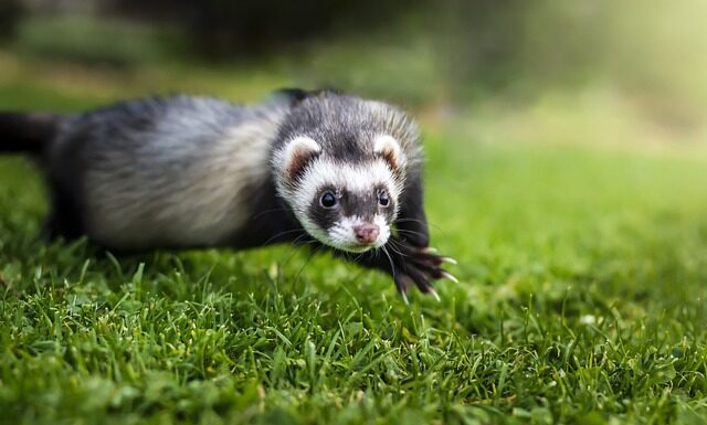 Czemu fretka wymiotuje?