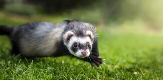 Ile kosztuje fretka domowa?