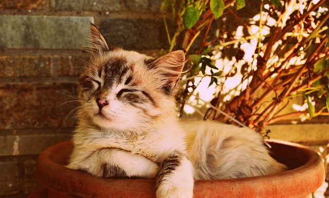 Jak długo śpi fretka?