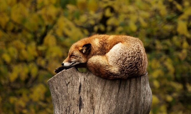 Ile można pić czerwonej herbaty dziennie?