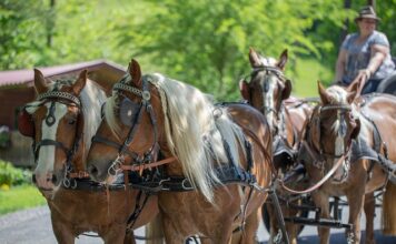 Czym wyczyścić klatkę dla królika?