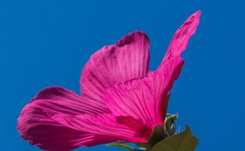 Czy hibiskus podnosi ciśnienie?