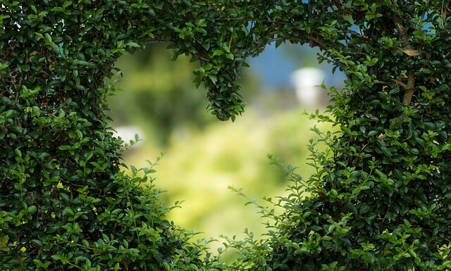 Czy zielona herbata odwadnia organizm?