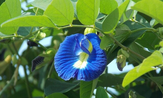 Jak parzyć Klitorię?