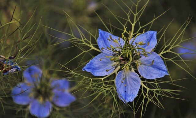Dlaczego po zielonej herbacie boli głowa?