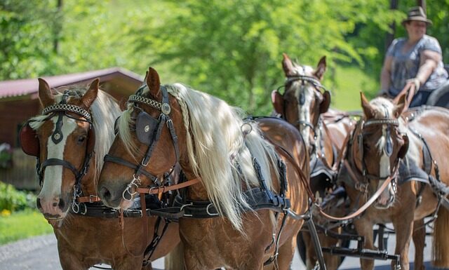 Gdzie kupić klatkę dla fretki?