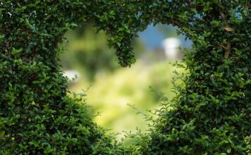 O jakiej porze dnia najlepiej pić zieloną herbatę?