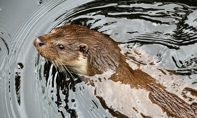 Czym różni się kuna od fretki?