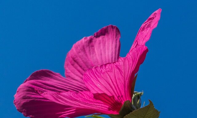 Czy hibiskus zakwasza organizm?