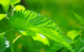 Czy Pokrzywa podnosi cukier?