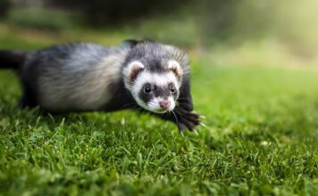 Czy fretki gryzą kable?